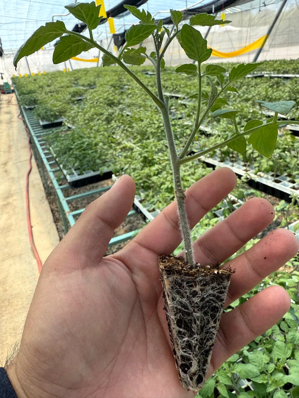 Planta injertada producida en la operación comercial de Matehuala